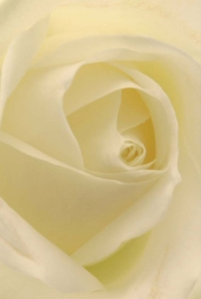 Viewed impossibly close, the gentle radiance of this white rose suggests a peaceful moment found in one of Cheshunt's hidden green corners. The petals unfurl in graceful spirals, their blend of luminous white and soft cream evoking sunlight filtering through ancient trees in Grundy Park. Each delicate fold is marked by a smooth, matte finish, inviting thoughts of wild silk and the subtle promise of spring. Shadows drift gently across the arrangement, drawing attention to the enchanting depth of the bloom. As a local florist, I see this rose as the epitome of sincerity: an offering for weddings, silence-filled apologies, or elegant centrepieces at a gathering by the New River. The near-perfect core speaks of resilience and purity, while the subtle interplay of colours and light elevates the natural beauty unique to our area. A clean, tranquil scent-barely there, yet undeniably fresh-ties the whole bouquet together, imparting a sense of peace to any occasion. All told, this composition encapsulates the care and tradition rooted in Cheshunt, designed to comfort, uplift, and celebrate genuine connections.
